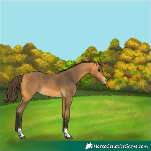 Horse Color:Unknown 