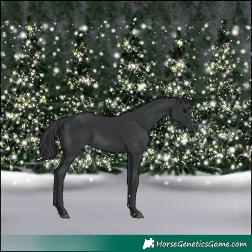 Horse Color:Black 