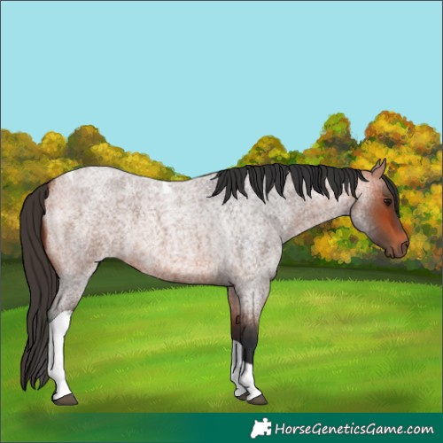 Horse Color:Bay Roan Tobiano