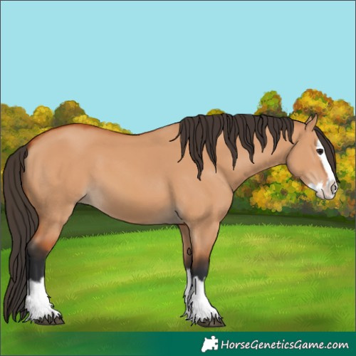 Horse Color:Bay Dun Splash 