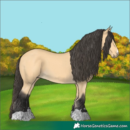 Horse Color:Buckskin 