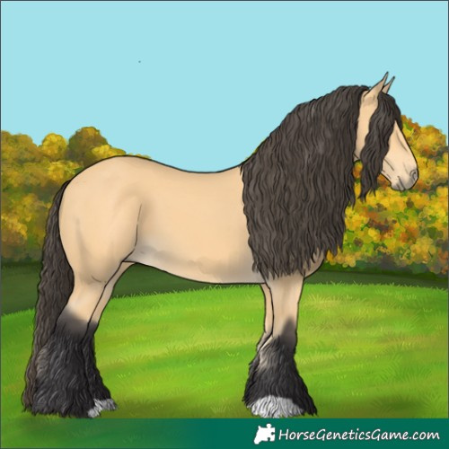 Horse Color:Buckskin 