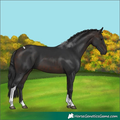 Horse Color:Brown Tobiano 