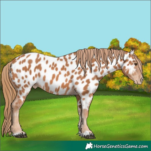 Horse Color:Chestnut Appaloosa 