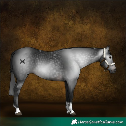 Horse Color:Gray Brown Tobiano 