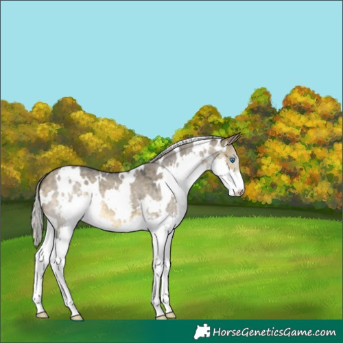 Horse Color:White Spotted Silver Buckskin Roan Dun Splash 