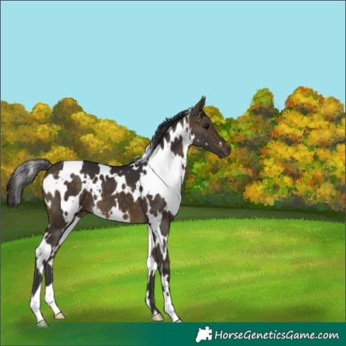 Horse Color:White Spotted Buckskin