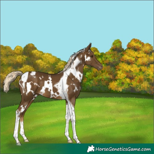 Horse Color:White Spotted Chocolate Palomino Mushroom Tobiano Appaloosa