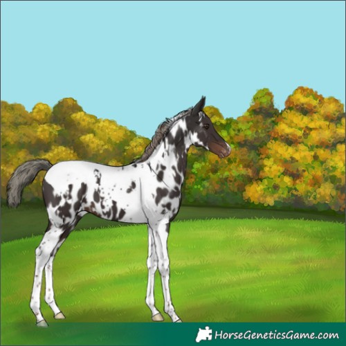 Horse Color:White Spotted Liver Chestnut Mushroom Tobiano Appaloosa 
