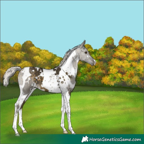 Horse Color:White Spotted Silver Buckskin Mushroom Tobiano 