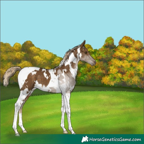 Horse Color:White Spotted Chocolate Palomino Mushroom Tobiano