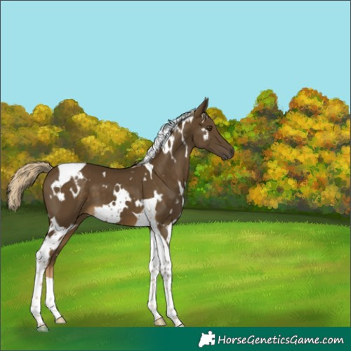 Horse Color:White Spotted Chocolate Palomino Mushroom Tobiano 