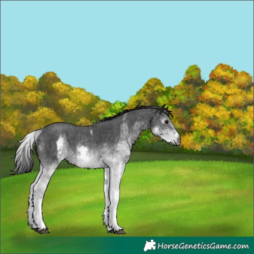 Horse Color:Gray White Spotted Black  and Gray White Spotted Black 