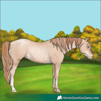 Horse Color:Gold Champagne Pearl Rabicano and Sable Champagne Pearl Rabicano
