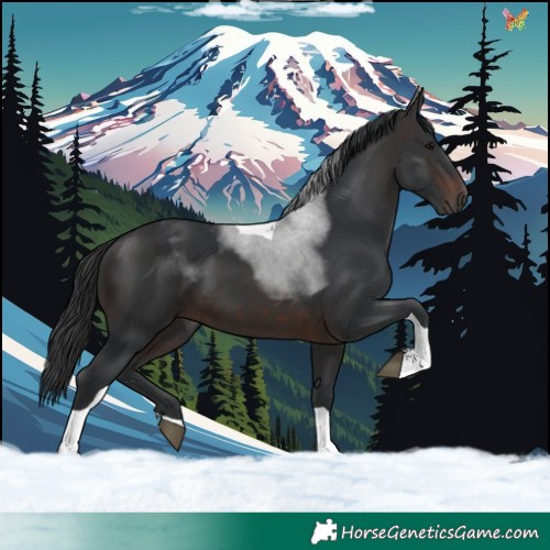 Horse Color:Brown Tobiano 
