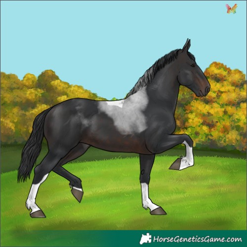 Horse Color:Brown Tobiano 