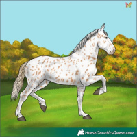 Horse Color:Chestnut Leopard 
