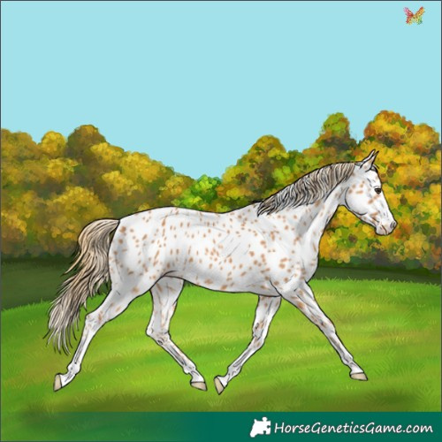 Horse Color:Chestnut Appaloosa