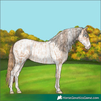 Horse Color:Gold Champagne Pearl Rabicano and White Spotted Gold Champagne Pearl Rabicano