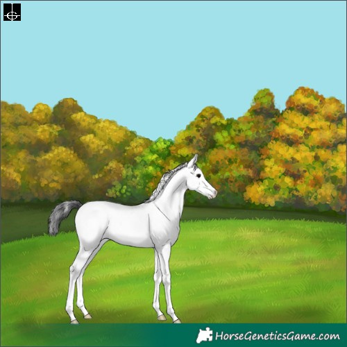 Horse Color:White Spotted Black 