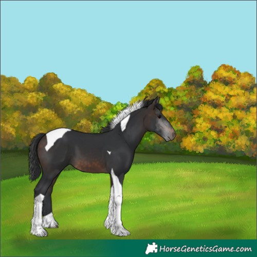 Horse Color:Brown Tobiano 