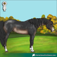 Horse Color:Brown 