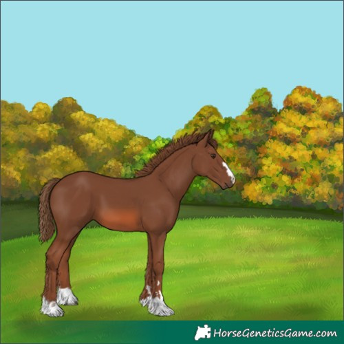 Horse Color:Chestnut 