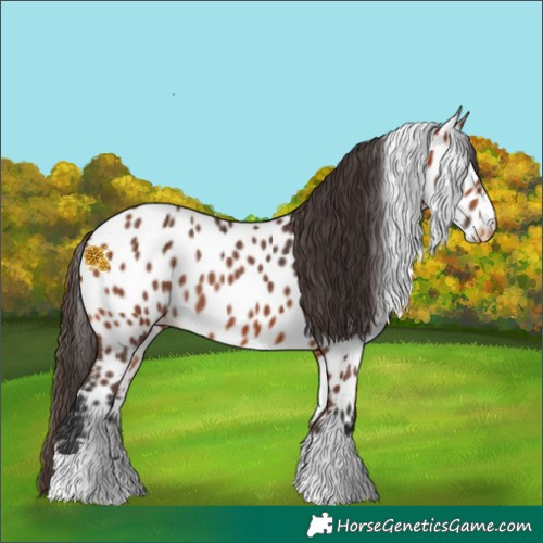 Horse Color:Bay Near Leopard Rabicano 