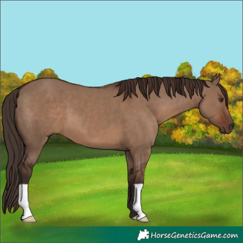 Horse Color:Liver Red Dun 