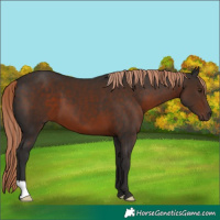 Horse Color:Liver Chestnut