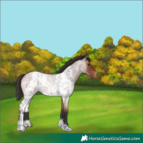 Horse Color:Bay Roan Tobiano Skewed Appaloosa 