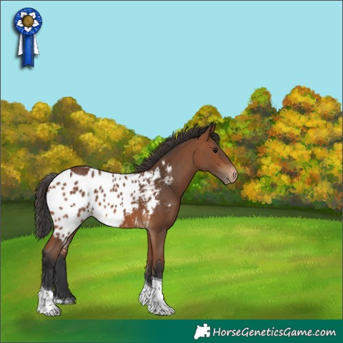 Horse Color:Bay Tobiano Skewed Appaloosa 