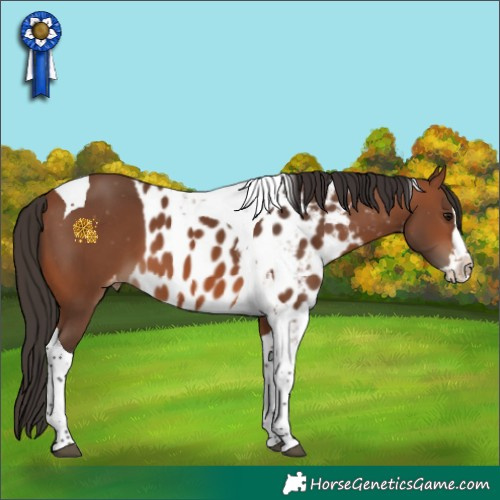 Horse Color:Bay Splash Tobiano Skewed Appaloosa 