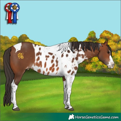 Horse Color:Bay Splash Tobiano Skewed Appaloosa 