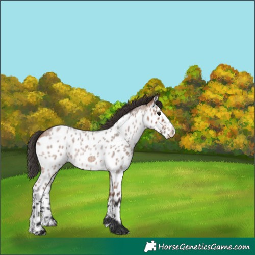 Horse Color:Bay Roan Splash Skewed Appaloosa