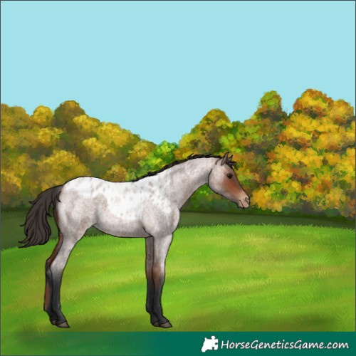 Horse Color:Bay Roan Skewed LP Spotted 