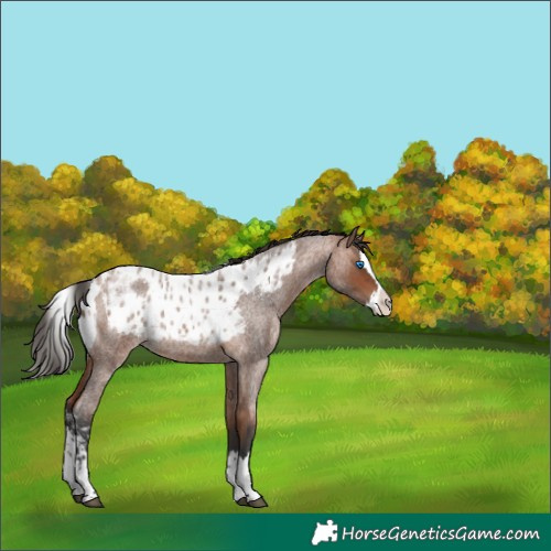 Horse Color:Bay Roan Splash Skewed Appaloosa 