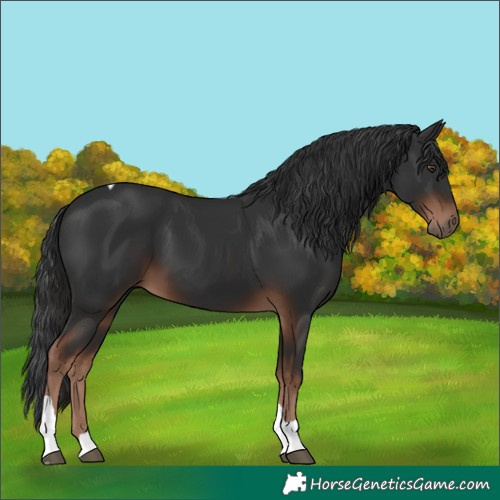 Horse Color:Liver Chestnut Tobiano 