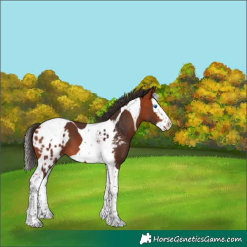 Horse Color:Bay Splash Tobiano Skewed Appaloosa 