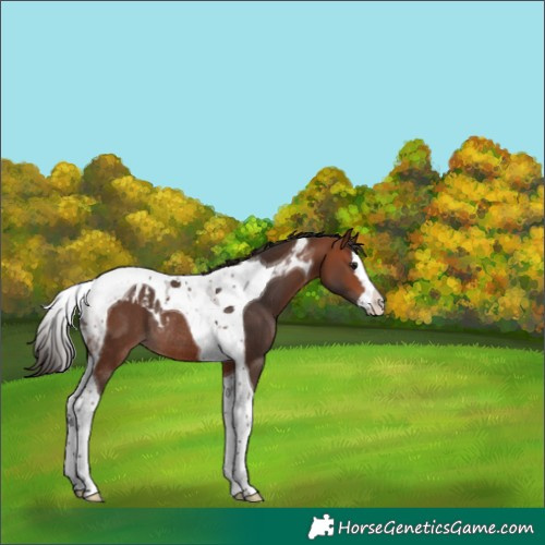 Horse Color:Bay Splash Tobiano Skewed Appaloosa Rabicano 