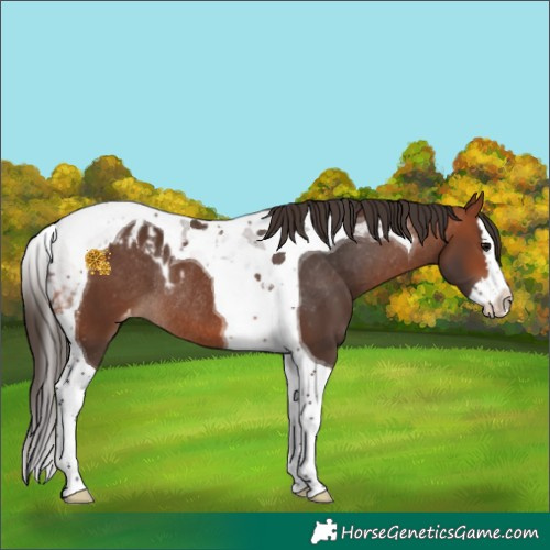 Horse Color:Bay Splash Tobiano Skewed LP Spotted Rabicano 