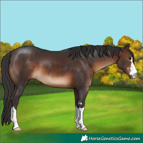 Horse Color:Brown 