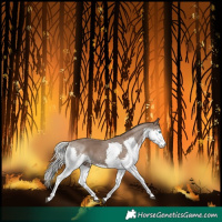 Horse Color:Silver Black Splash