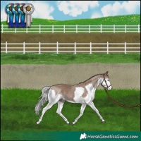 Horse Color:Silver Black Splash