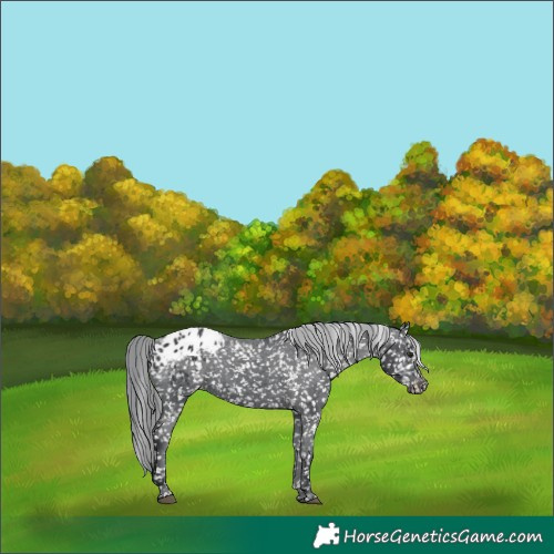 Horse Color:Black Chinchilla Appaloosa 
