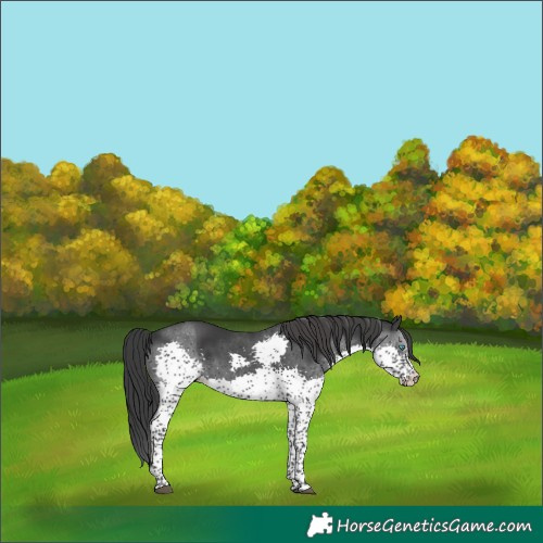 Horse Color:Black Splash 