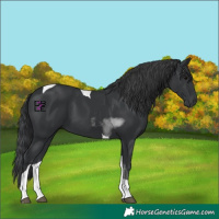 Horse Color:Black Tobiano 