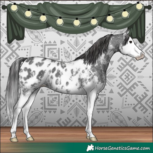 Horse Color:Black Sabino Splash Appaloosa 