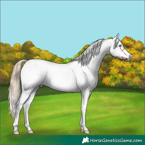 Horse Color:Chestnut Sabino Splash Frame 