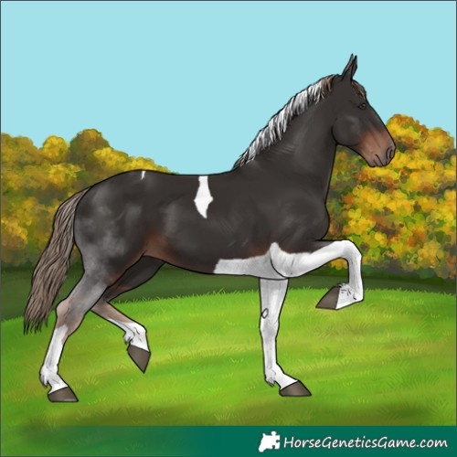 Horse Color:Liver Chestnut Tobiano 